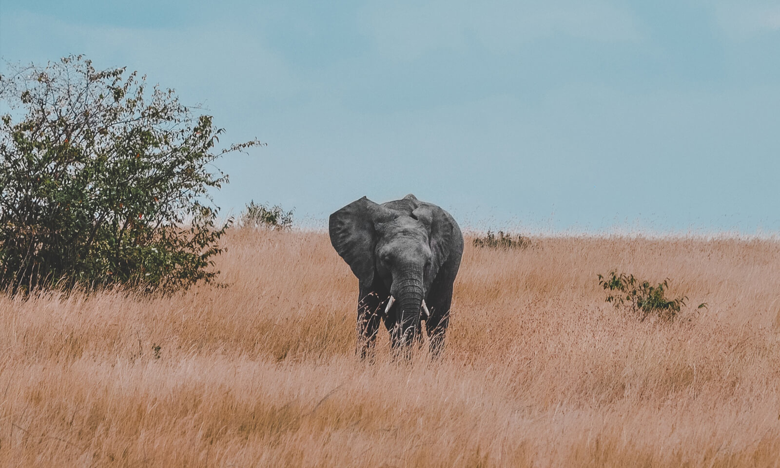 Scalability: Growing Your Goods from Guppies to Goliath