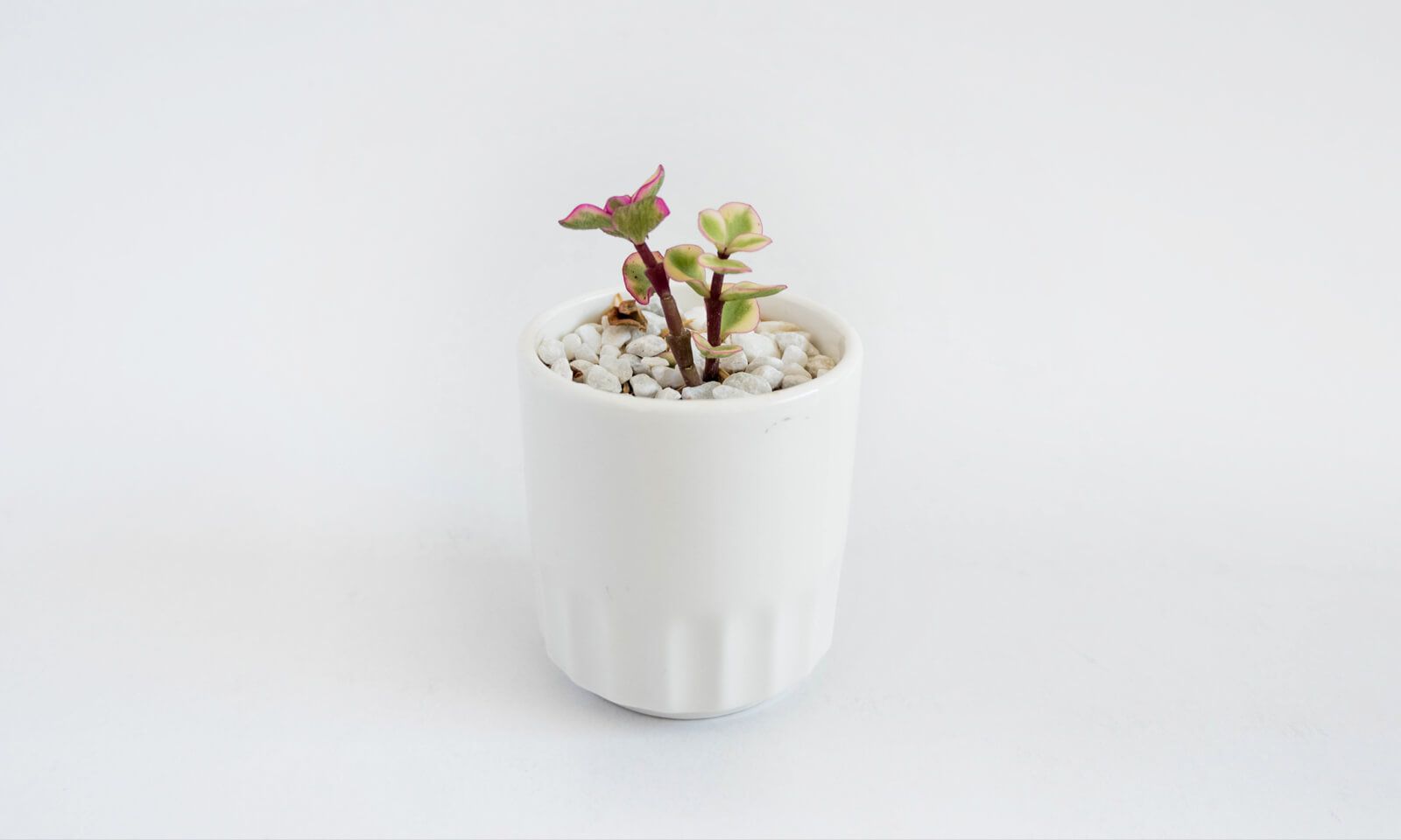 How to Photograph White Products on a White Background Volusion